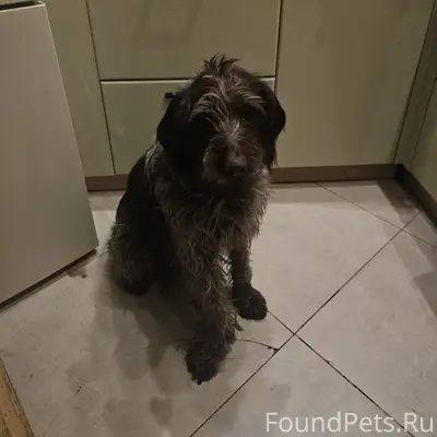 Найден Дратхаар, г. Тверь, улица Шишкина