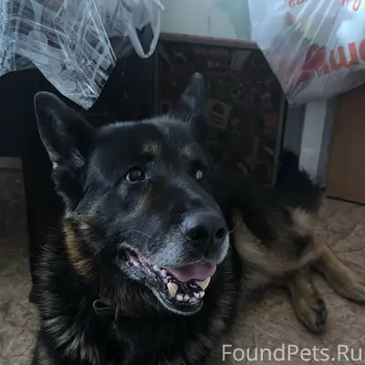 Найден кобель, Хрущёвка