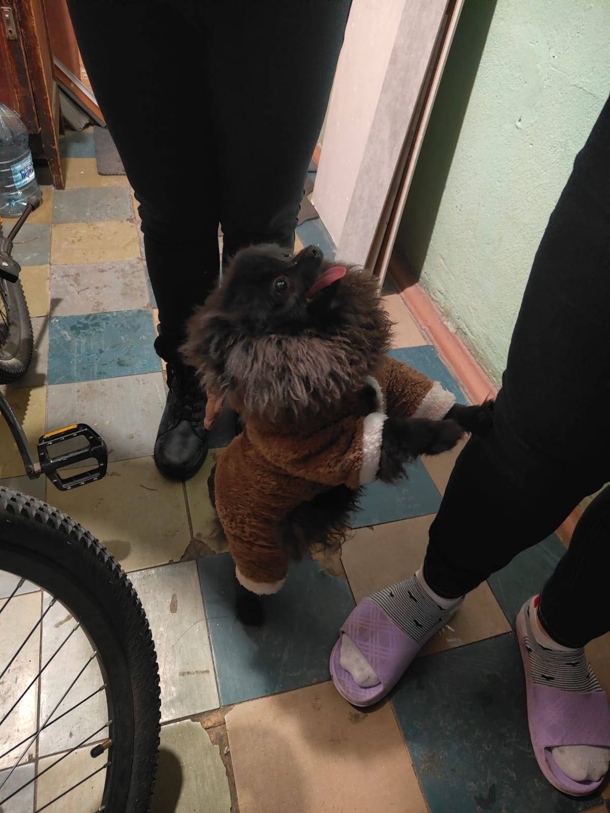 Найден шпиц, без клички