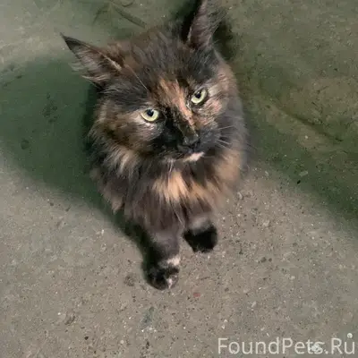 Найдена кошка, 6 микрорайон