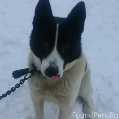 Пропала собака