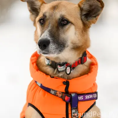 Найдена кошка Эльза, трасса