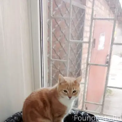 Найдена кошка, Сельмаш