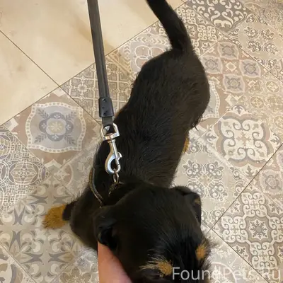 Найден тип собака, район Быханова