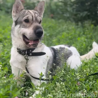 Пропала собака Пуша, Новомосковск