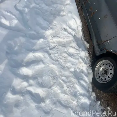 Найден бездомный пёс, район неизвестен