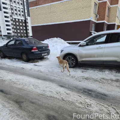 Пропала собака, Советский р-н