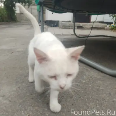 Пропал кот, Село Новобатайск Ростовская область