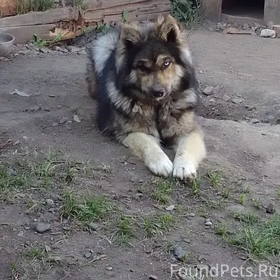 Пропал кобель, Казачинское