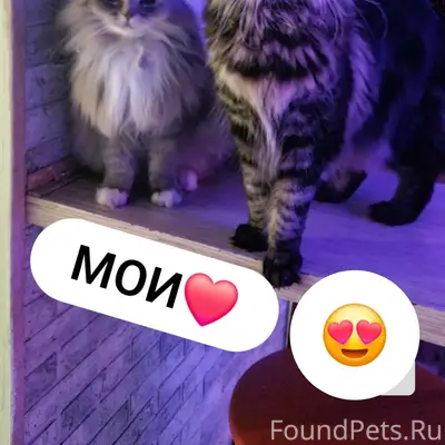 Пропала кошка Симка, Старый город