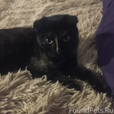 Пропала вислоухая кошка, улица Калинина-пр. Кочубея