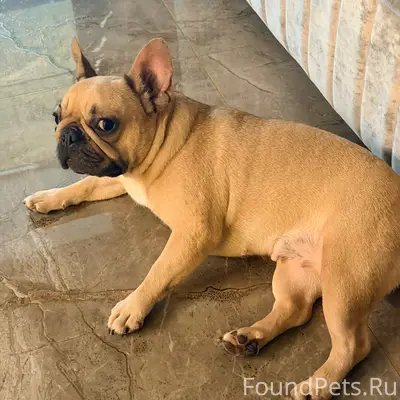 Пропала девочка французский бульдог Феня, улица Саранская