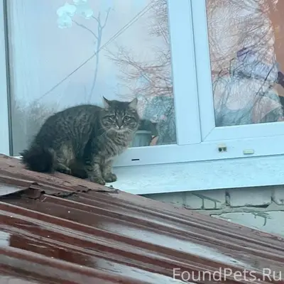 Пропала кошка Мура, Северная часть города