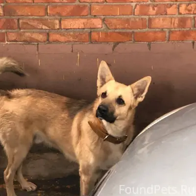 Пропал Персик, собака в ошейнике, Ростов