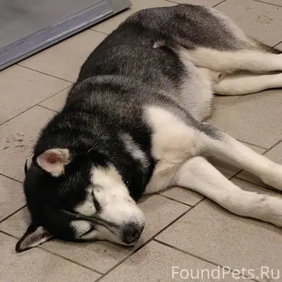 Найден кобель Хаски, в магазине Пятёрочка