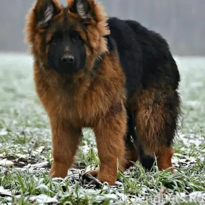 Пропала пушистая овчарка, около Сити-центра