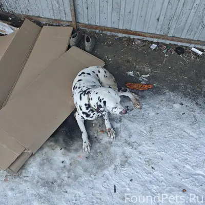 Найден далматин, центральная 16