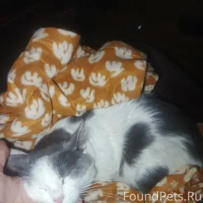 Найдена кошка, у тц амбар