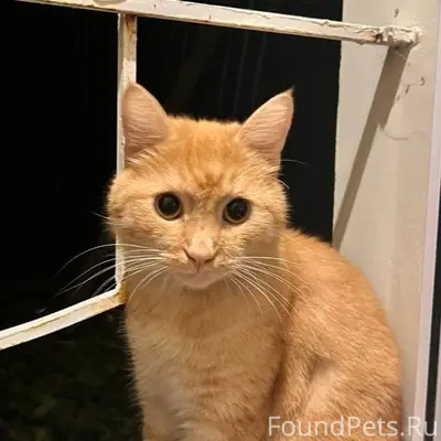 Пропал кот Ричард, район ул. Декабристов