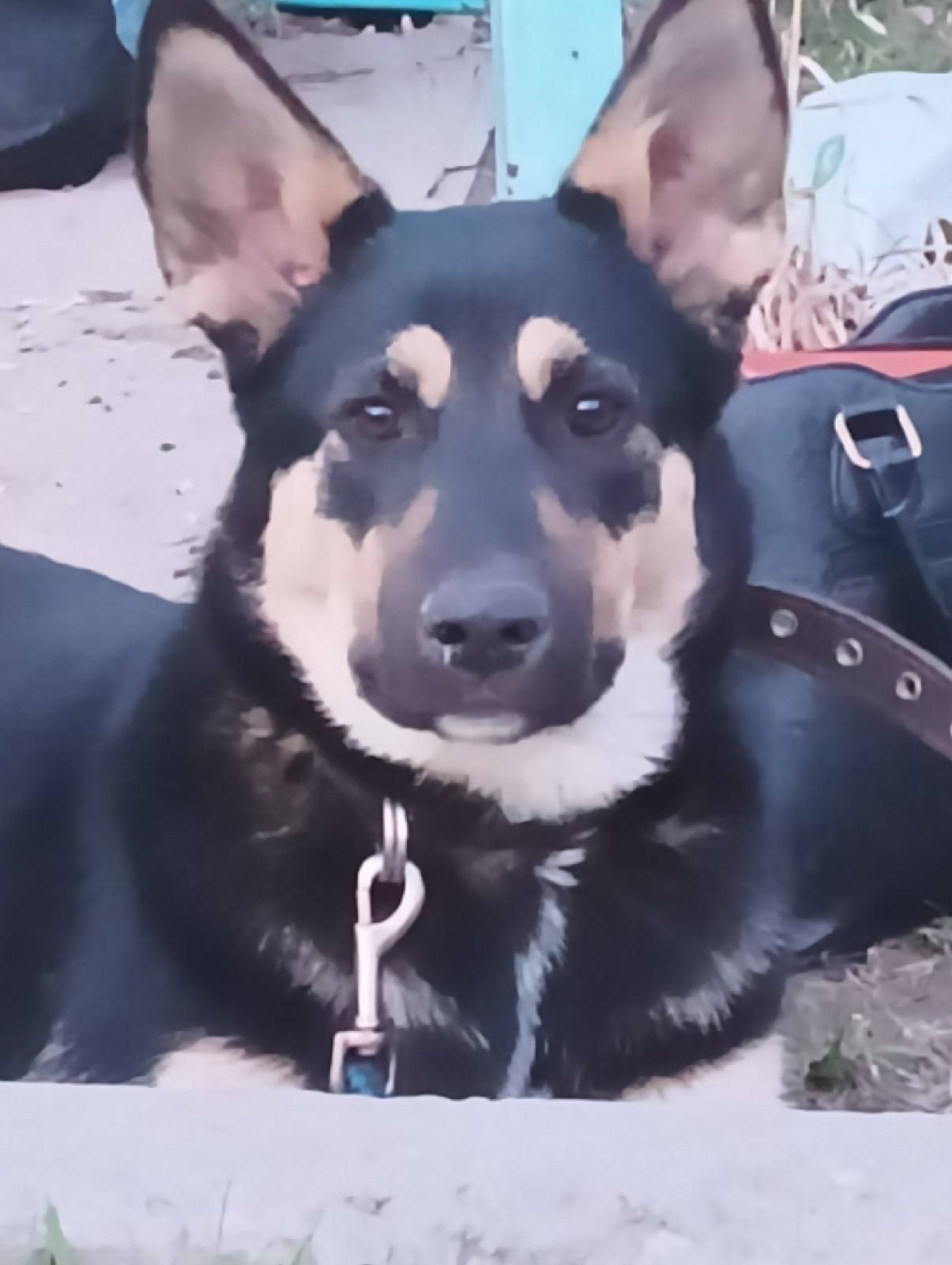 Пропала собака Чара, район бани вагонка