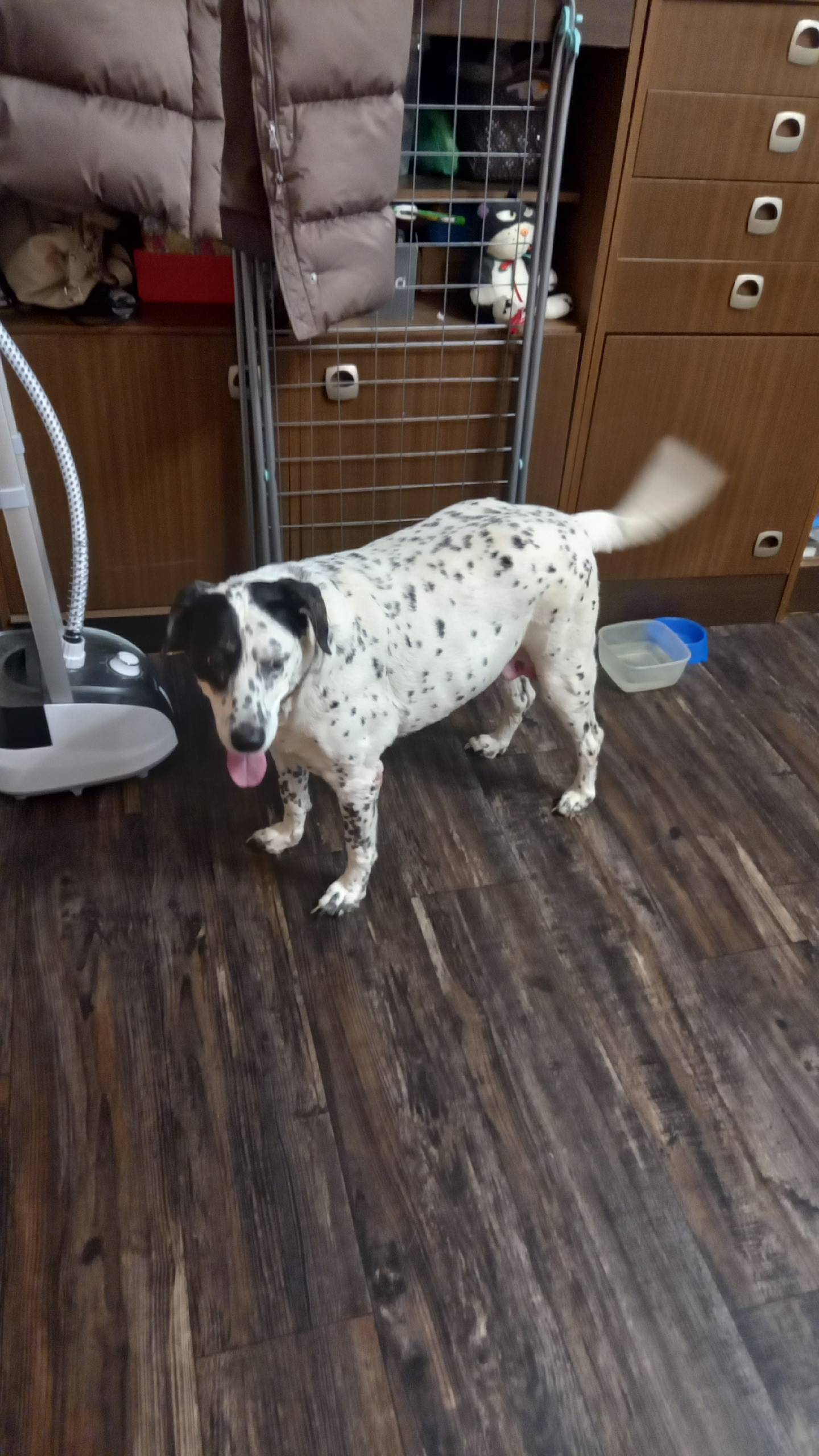 Пропала собака Дина, Самарский район