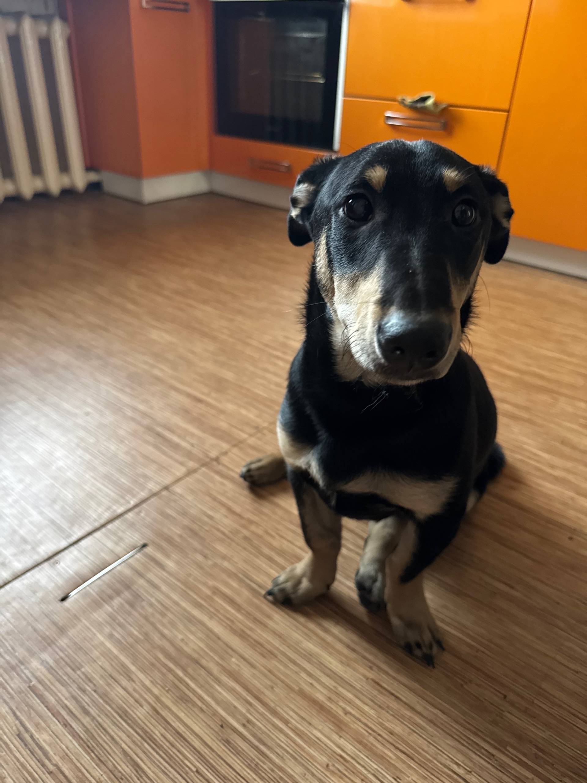 Найден а дворняга, за вокзалом в частном секторе