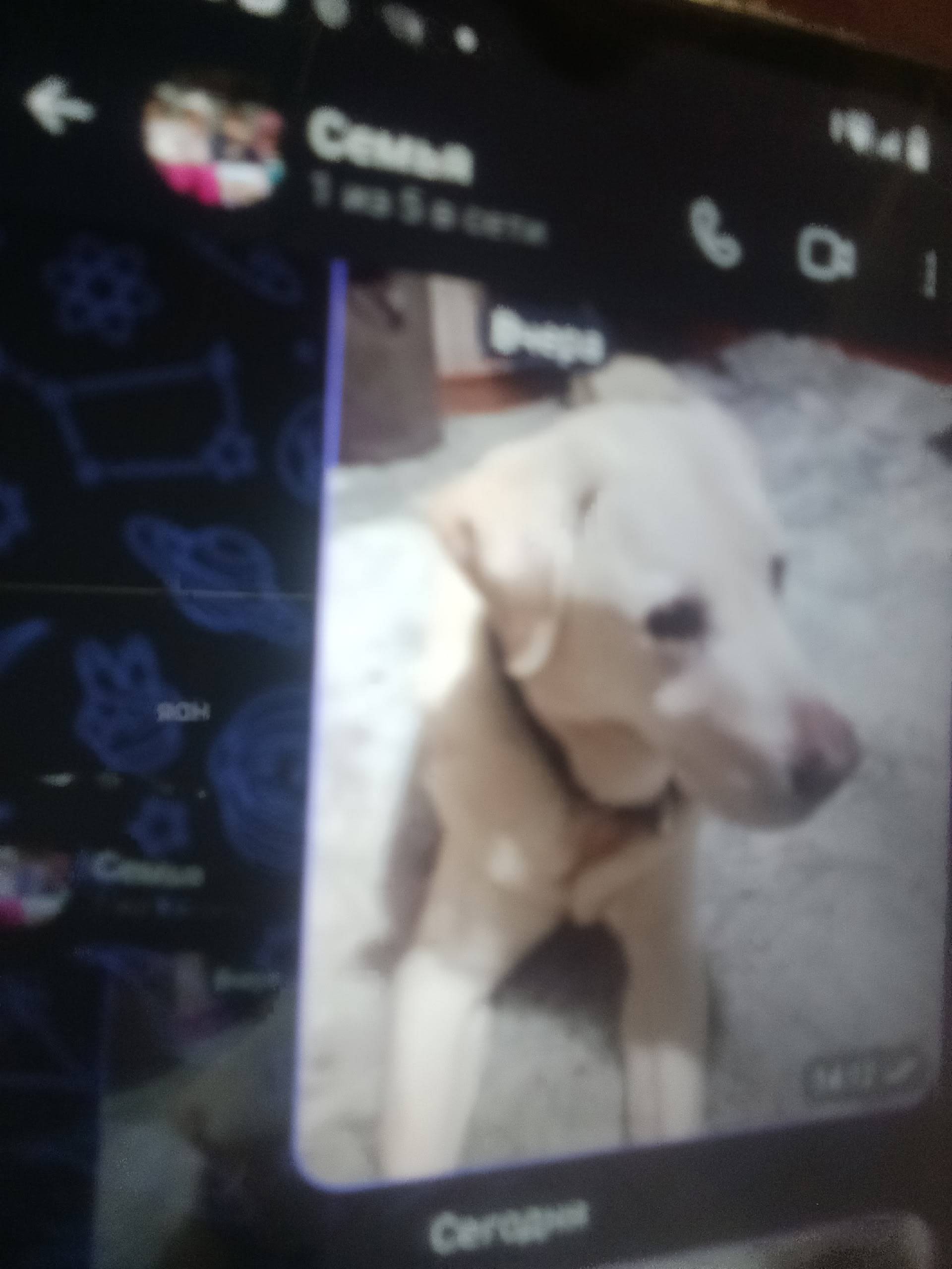 Пропал лабрадор, палевый окрас, ВИЗ