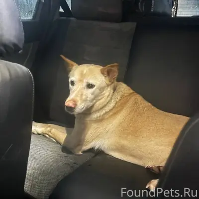 Найден тип собака, Сергиев Посад