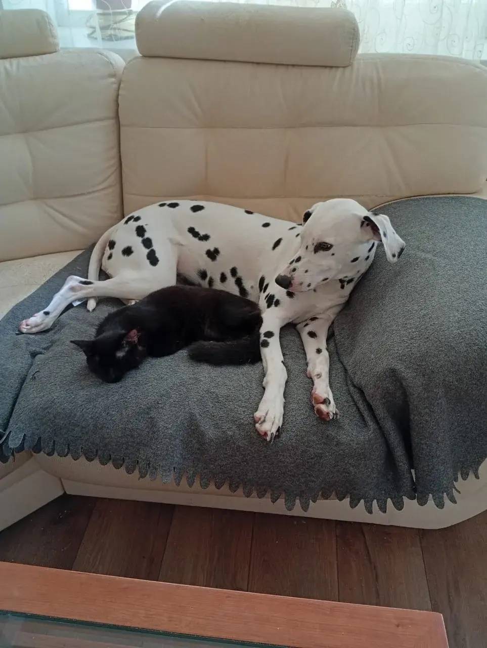 Пропала собака, поселок Нежный