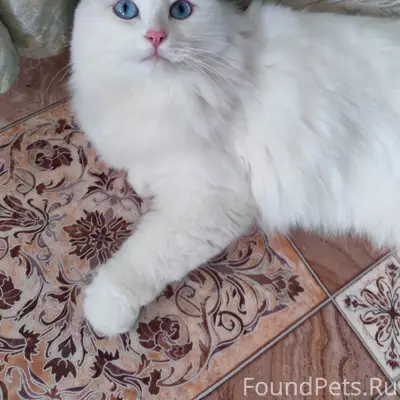 Пропала кошка, ул. Строительная