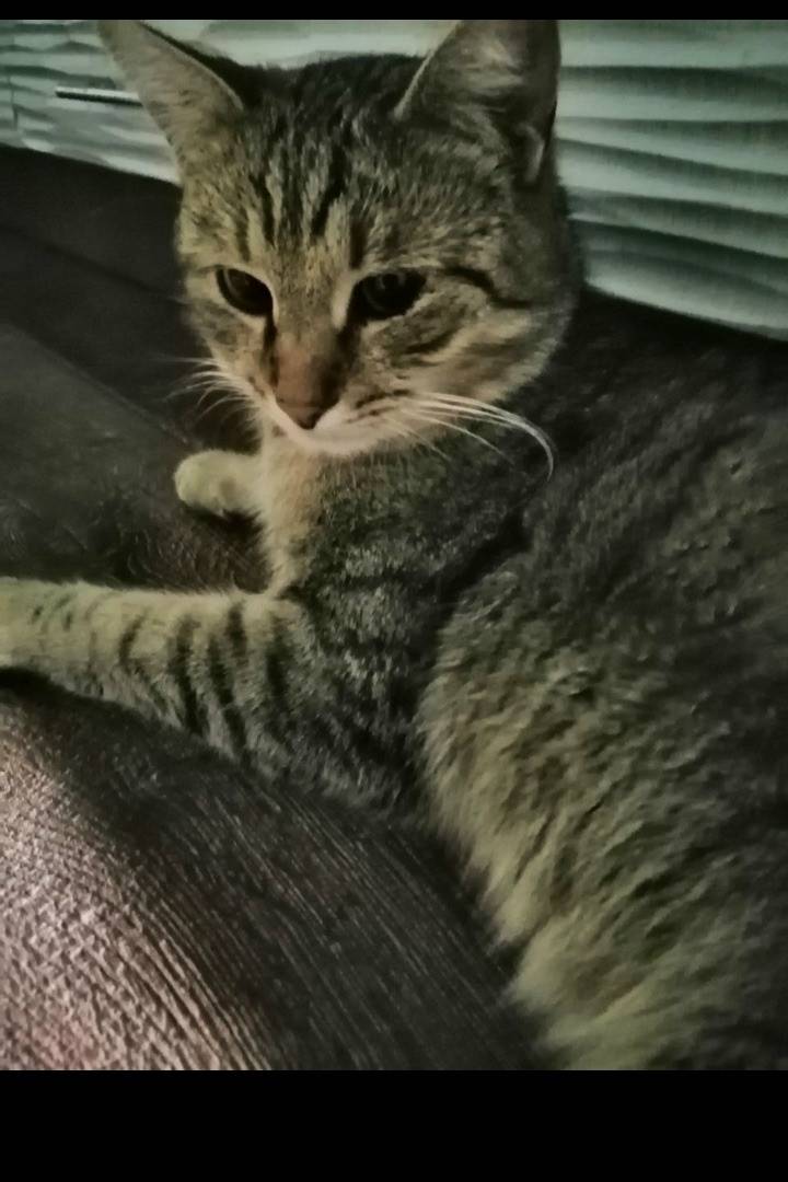 Пропал котик Марысик, Маяковского 16, 18