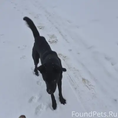 Пропала собака, береговая роща