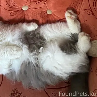 Пропал кот Васенька, улица Осенняя