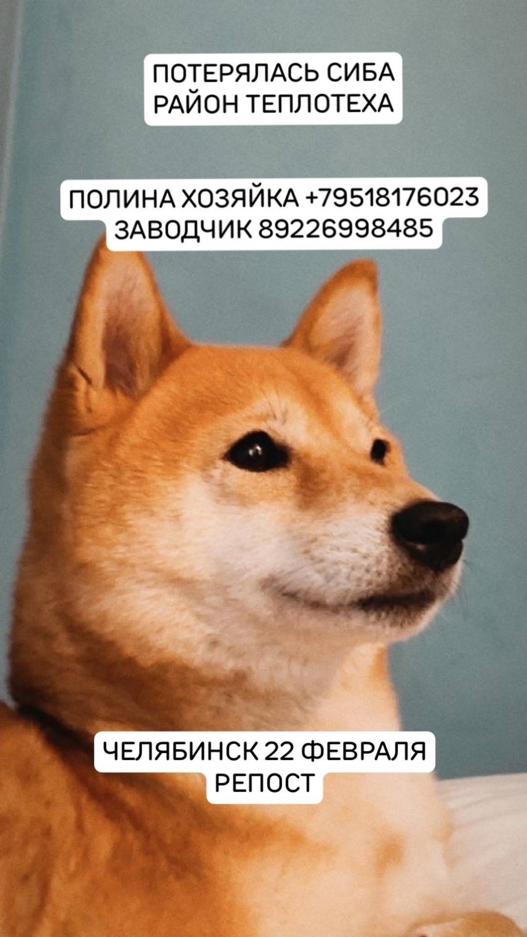 Пропала собака, может оказаться в любом районе