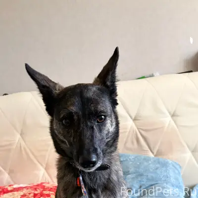 Пропала собака Гира, Заельцовский район