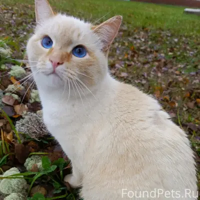 Пропал кот, пос. Школьный