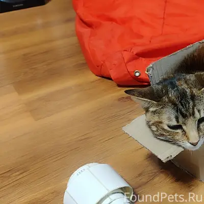 Пропала кошка Пуля, Столетовский проспект