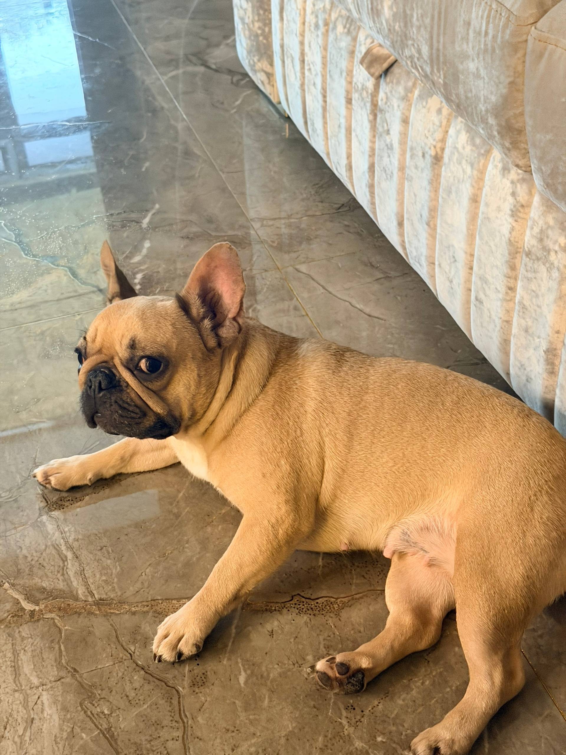 Пропала девочка французский бульдог Феня, улица Саранская