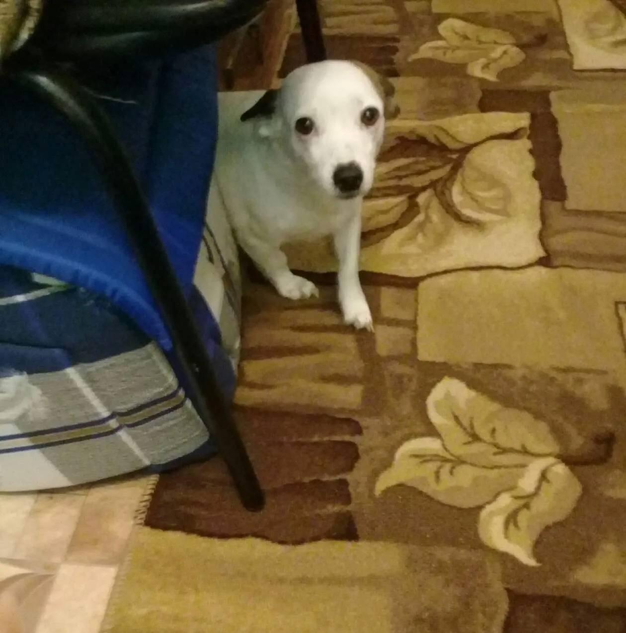 Пропала собака Белка, Горбачи