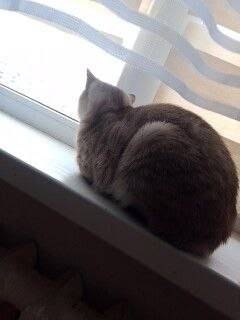 Пропал кот Маркиз, Центральная 107