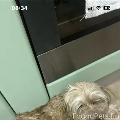 Найденна собака, район Б. Садовая-Соколова