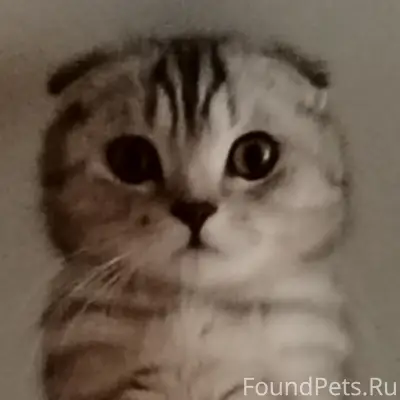 Пропала кошка Есения, Миасс