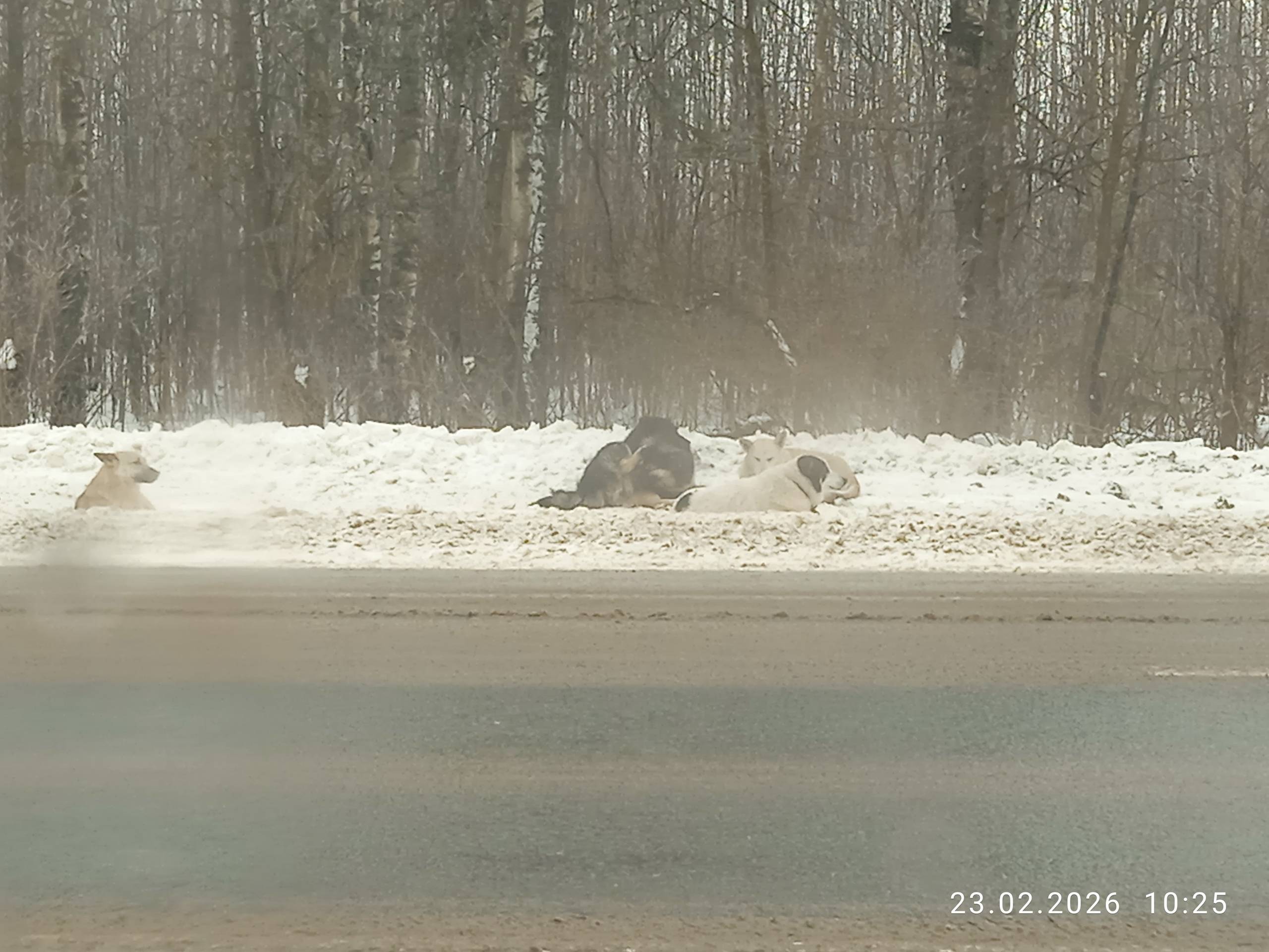 Пропала собака, д. Кириллы-3