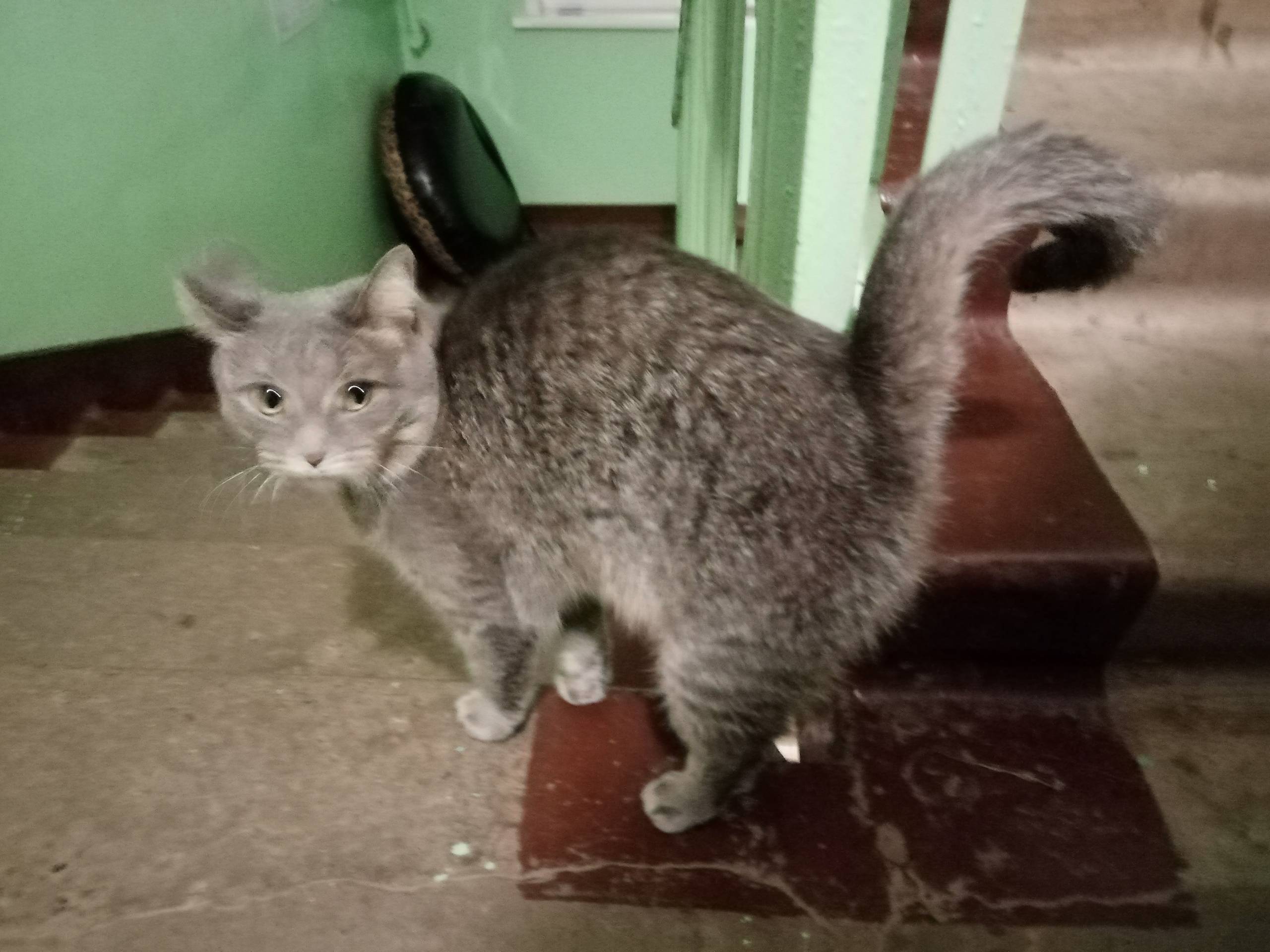 Пропала кошка, серая, улица Некрасова