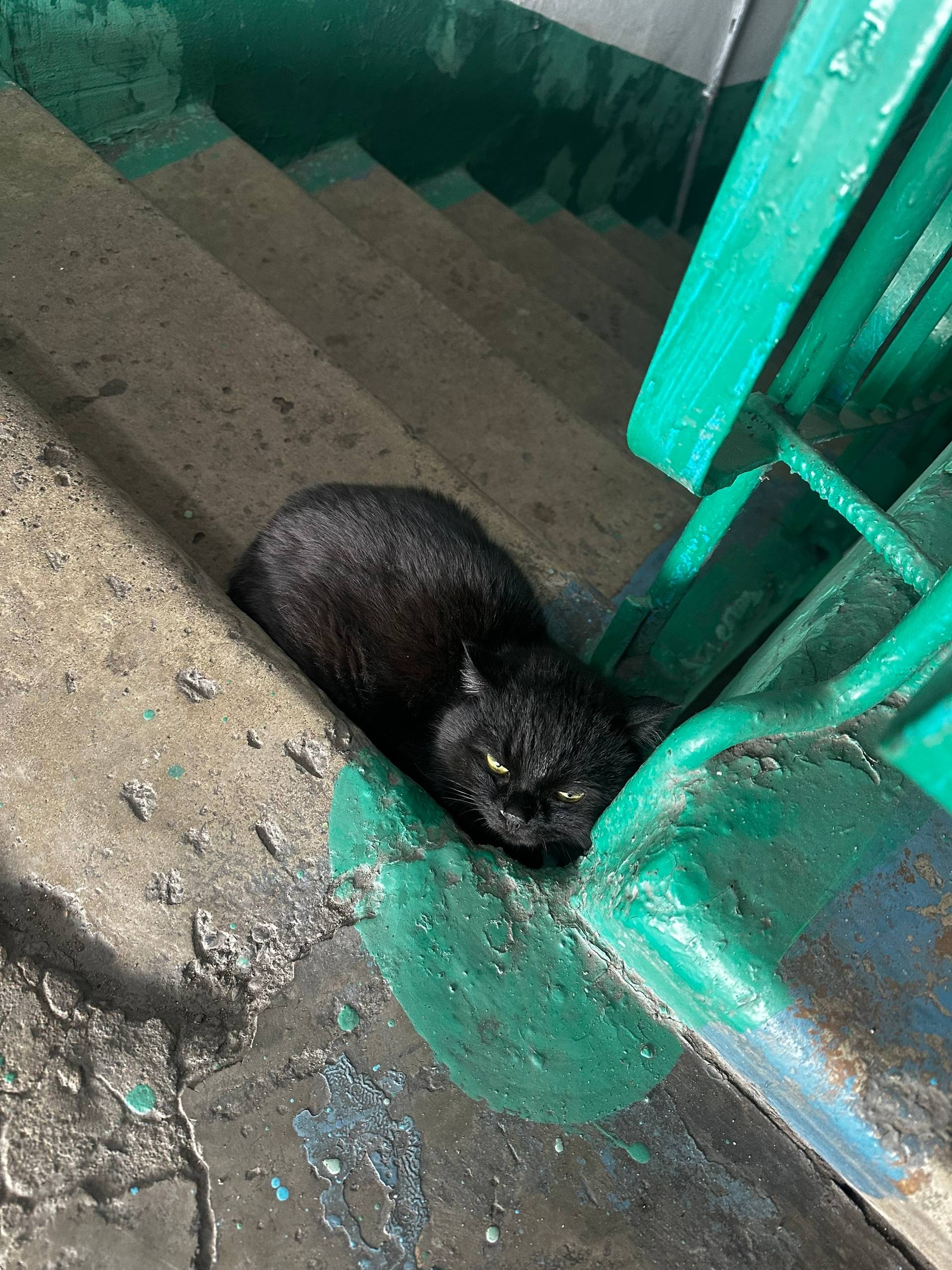 Найден кот, 35 дом, последний подъезд