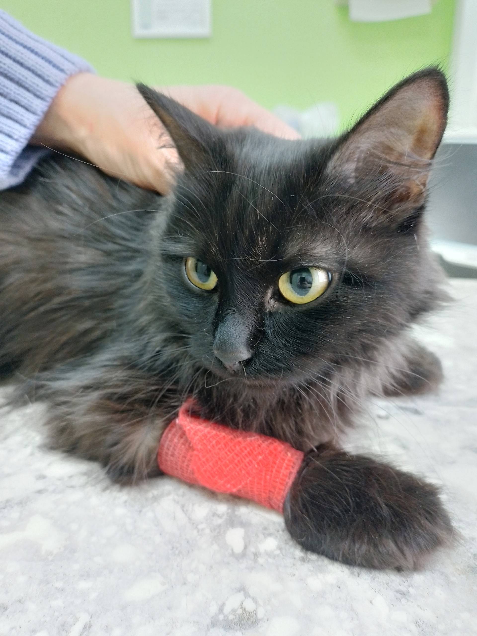 Найдена кошка, 9 гвардейская 25