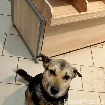 Пропала собака Мия