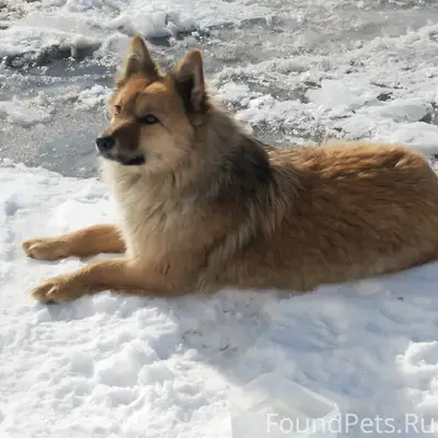 Найден пёс, территория завода