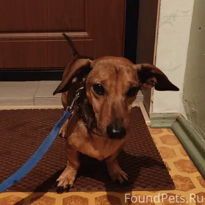 Найден мини-такса, Нововятск