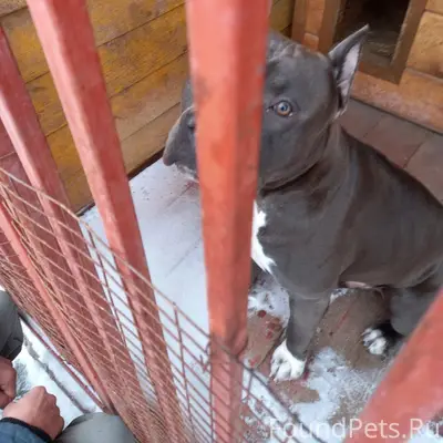 Найден амстаф, мальчик с клеймом